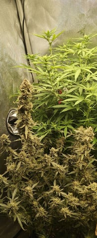 Last girls got kicked. — flower, day 122