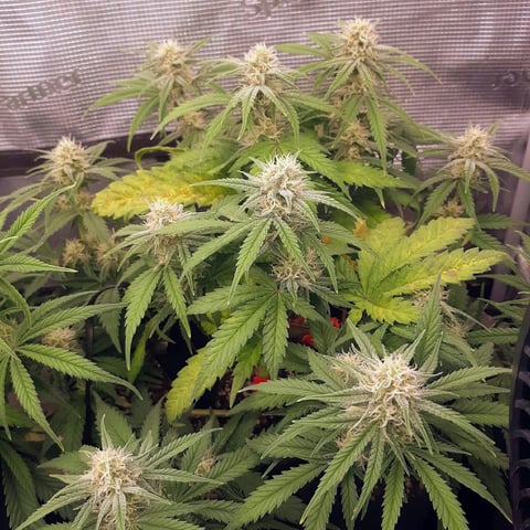 Homemade Seeds  — flower, day 63