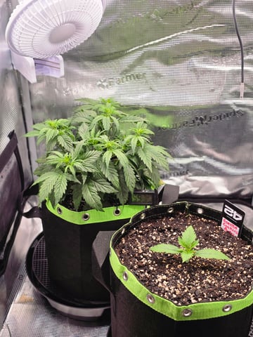 Gorilla Cookies auto  — vegetative, day 10