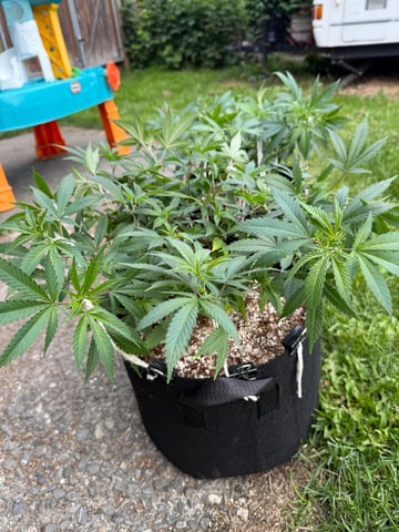 Green Gelato — vegetative, day 40