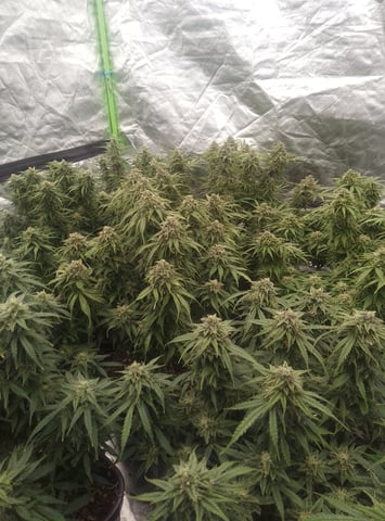 New run using General Hydroponics 