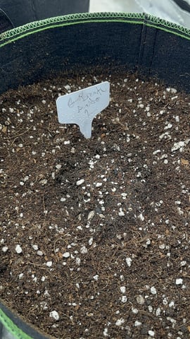 Good Genetix Vs. Fast Budz  — auto, day 2