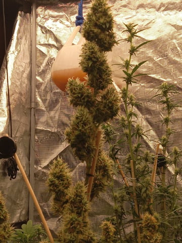 ,1 London Pound,1,,,,banana Purple punch,,1gorilla Cookies ,frostbanger 