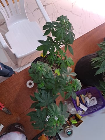 Yeti's Perpetual — vegetative, day 52