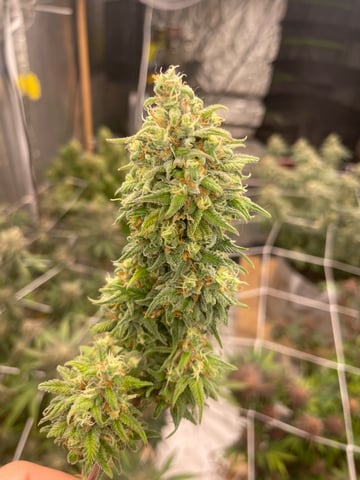 green resin — flower, day 30