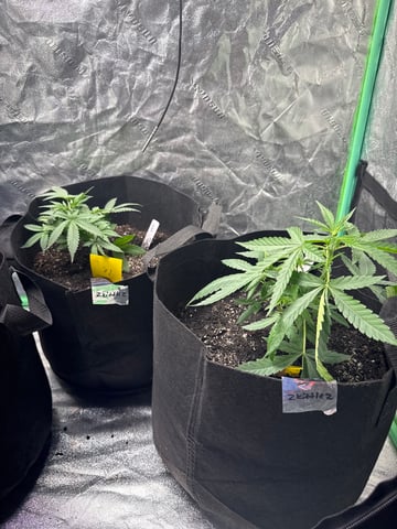 Auto 3/9/26 — vegetative, day 32