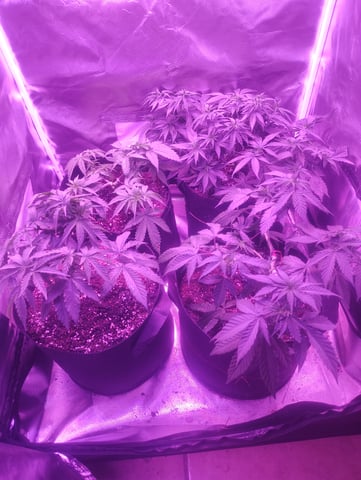 3 in flower — vegetative, day 11