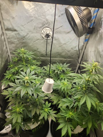 Rings of Saturn & Ghostboosters - Apollo Haze Artisanal Line — flower, day 41