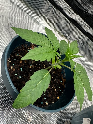 Grow Number 2 — vegetative, day 14