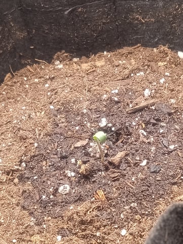  auto mixed pack indoor attempt #1 — seedling_rooting, day 3