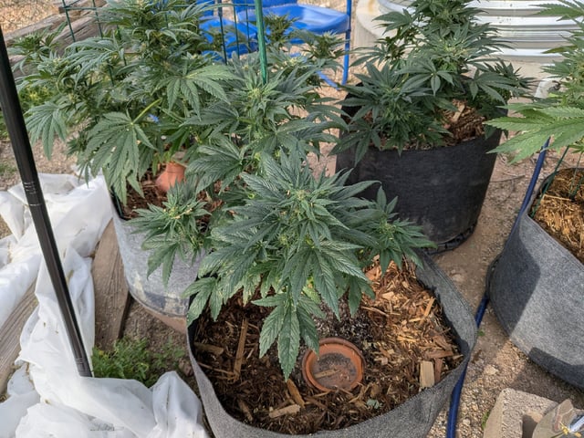 October Start — flower, day 117