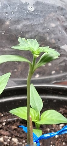 blueberry funk — seedling_rooting, day 1