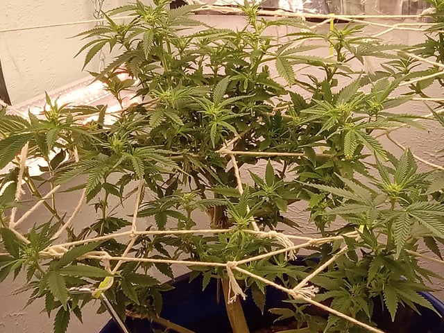 closet grow for veg with a.c infinity air intake fan .With no carbon filter just suction,and spider farmer sf 7000.Then a spider farmer sf tent 4×4×6.5with a G1500 l.e.d from spiderfarmer and spider farmer 6inch clip oscalating fan. — flower, day 37