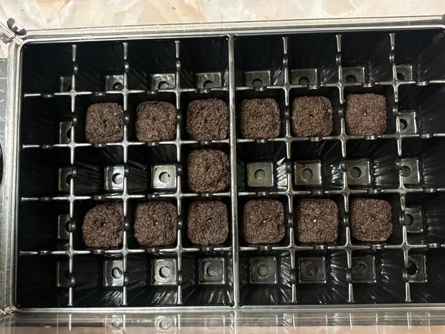 PKB remix/PotG — grow_setup, day 1