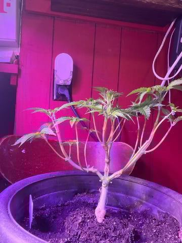 Ak-47 (Fast Verison) and pine Auto  — flower, day 43