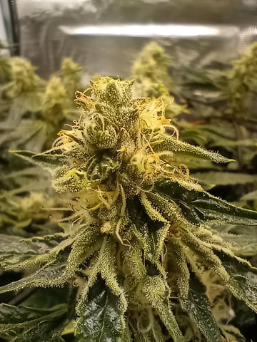 Wizard Punch first grow  — flower, day 92