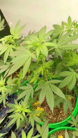 Third Grow
