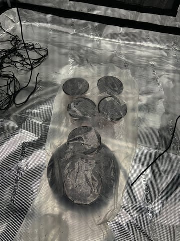 2025-26 harvest INDOOR — germination, day 3