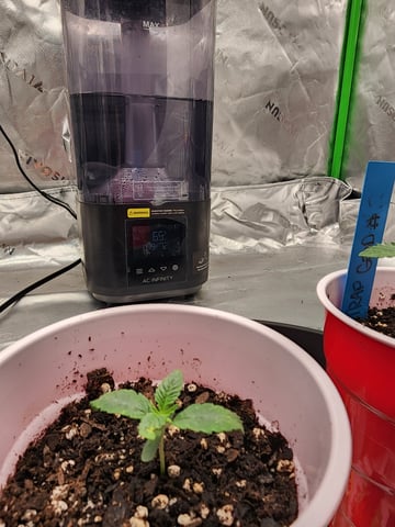 trap n pink — seedling_rooting, day 8