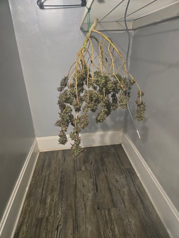 2nd Grow 3x5 tent — flower, day 151