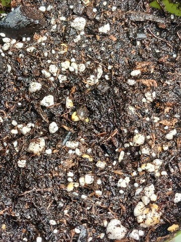 4th grow  — seedling_rooting, day 132
