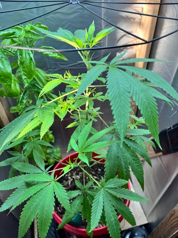 My Devine Conscious  — vegetative, day 127