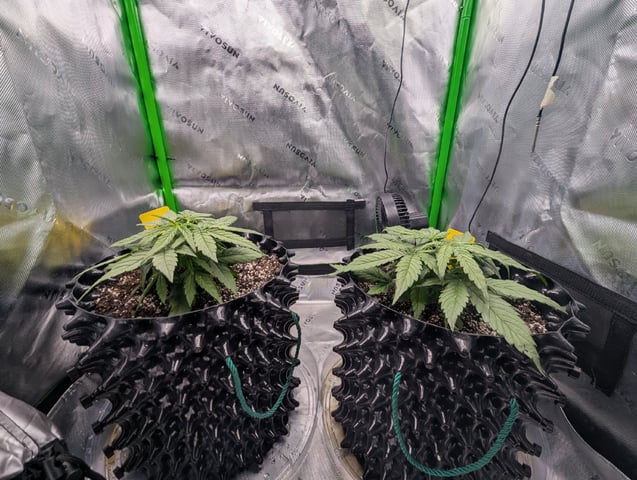 Titan F1 grow  — vegetative, day 27