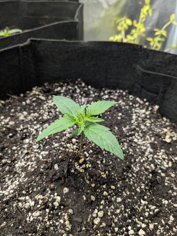 first grow — seedling_rooting, day 4