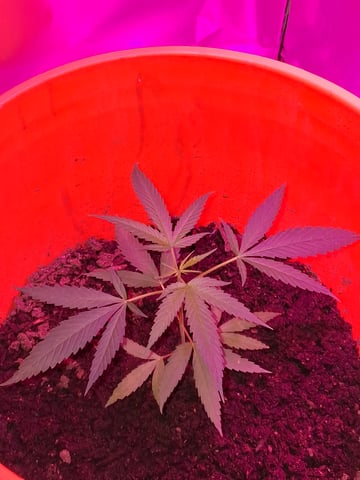 first grow  — vegetative, day 13