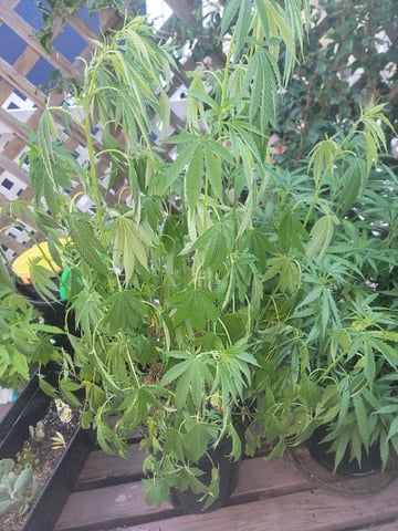 Ghetto Growing