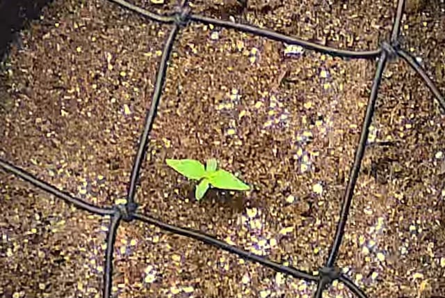 Vanna's Vanilla — seedling_rooting, day 10