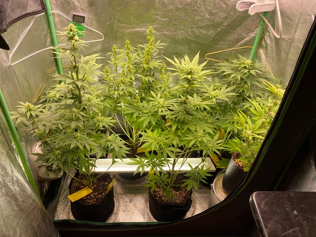 The White X Run Away Bride #3 — flower, day 65
