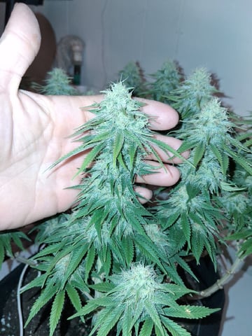 fruity pebbles, cap junky — flower, day 97