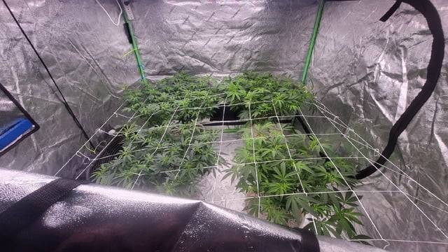 1st grow indoors(cardboard box to 2x2x4 to 5x5x6) — flower, day 88
