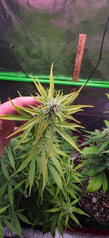 Here We Grow... — flower, day 71