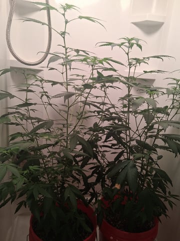 S&D  First Grow — flower, day 50