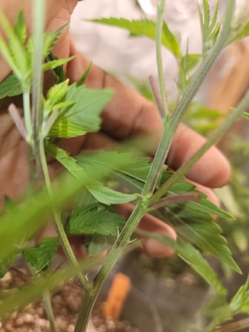 Ghetto Growing — grow_setup, day 18