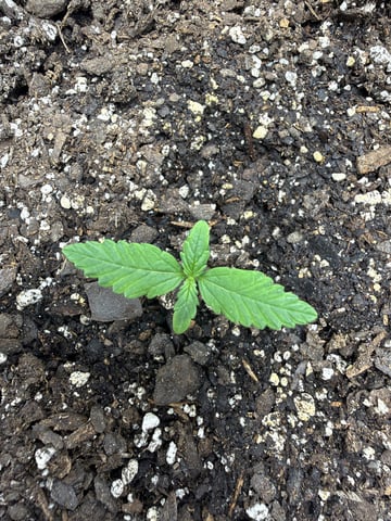Gorilla Cookies 2nd Try — seedling_rooting, day 13