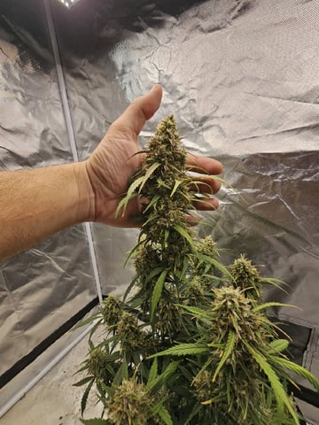 Blue Dream