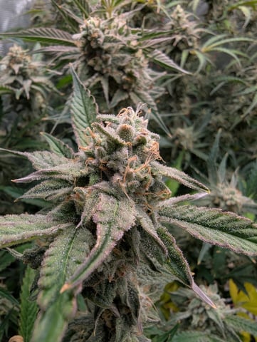 Boogie Brew + Bloom — flower, day 97