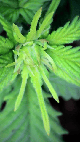 Here We Grow... — seedling_rooting, day 27