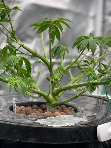 1st Ever Grow (Fat Bastard)(RDWC)  — vegetative, day 69