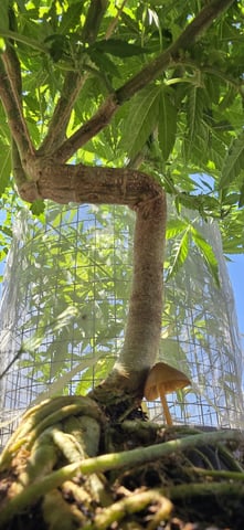 CzechsMex 2.0 — vegetative, day 189