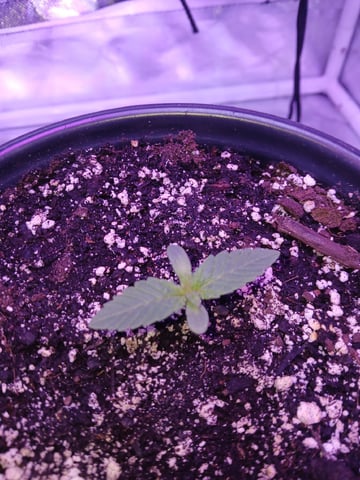 CountryG  — seedling_rooting, day 13