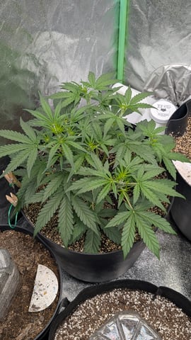 Mixed Grow — grow_setup, day 38
