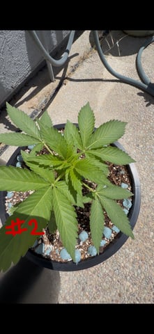 Forbidden Fruit — vegetative, day 34
