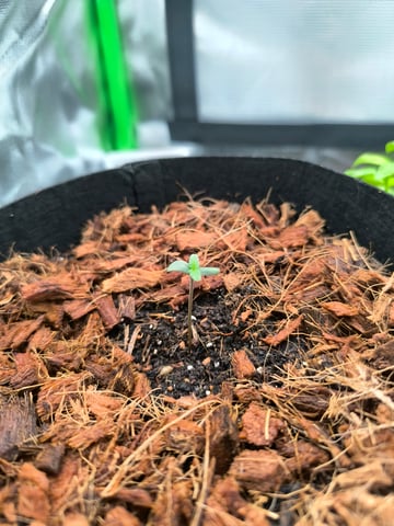 Mimosa Orange Punch Project — seedling_rooting, day 5