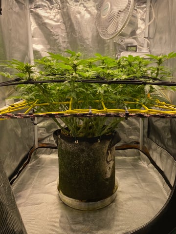 blackberry marshmallows  — flower, day 88