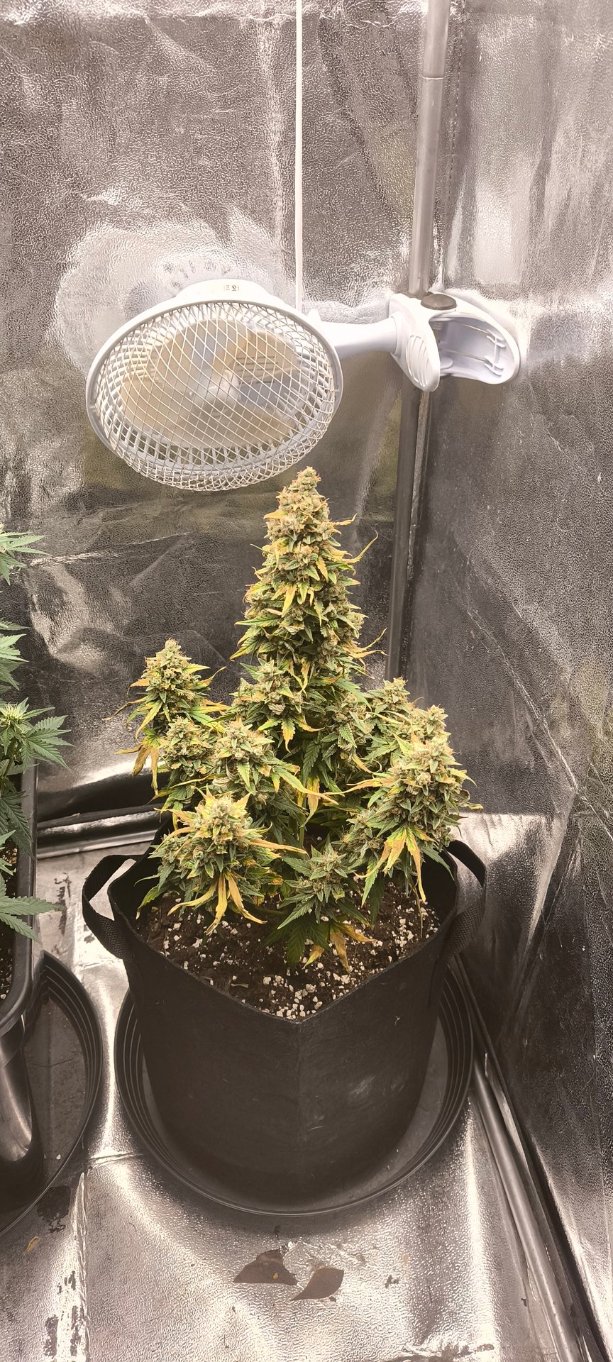 Finished Low Budget Auto 