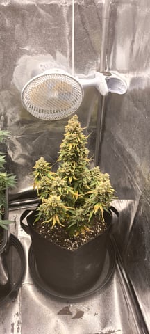 Finished Low Budget Auto 